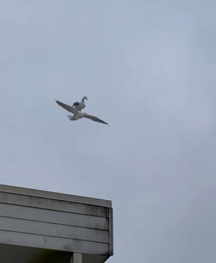 2. “Seagull riding on another seagull. Wait what?”