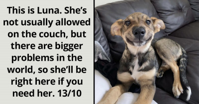 Over 9 Million Dog Lovers Await The Crowning Of Mr. And Ms. Woofing World In The Twitter "Doggy Of The Year"