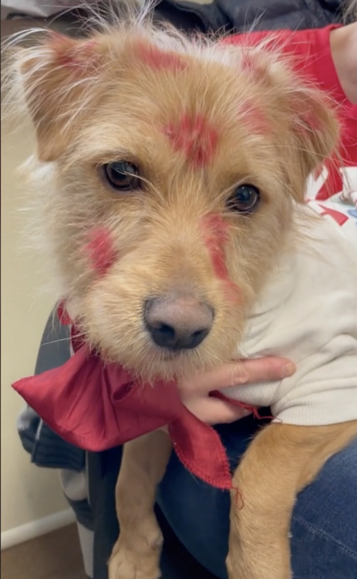 Travolta was officially adopted on Valentine's Day, and he was Dr. Bewley's number one Valentine!