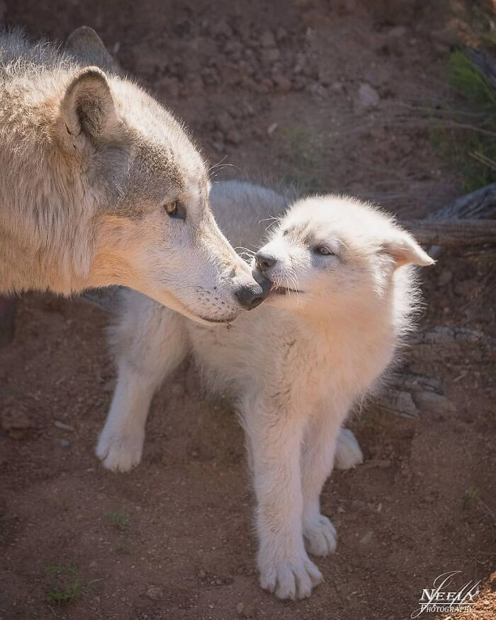"Wolf pup and family member."