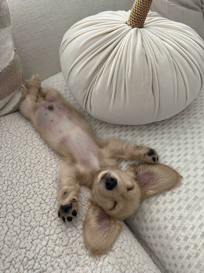 "Cutie Named Thor"