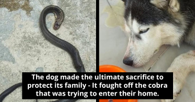 Grateful Husky Loses Life Battling Massive Cobra to Protect Family That Rescued Him from the Streets