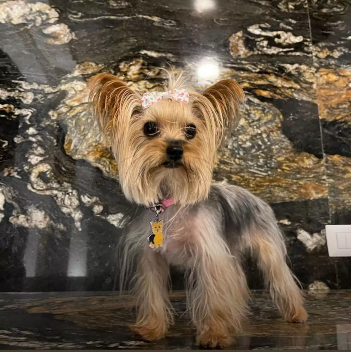 Meet the ever stunning Catarina, but you can call her Electro-Pup