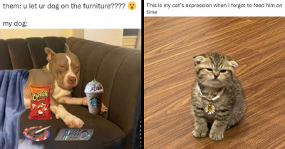 21 Adorable Animal Tweets For These Trying Times