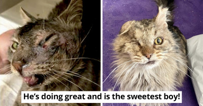 Senior Cat Gets Second Chance At Life After Being Abandoned On The Streets
