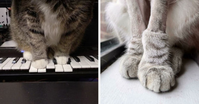 Online Community Focuses On Sharing The Most Adorable Kitty Cankles, And Here Are 41 Of The Best