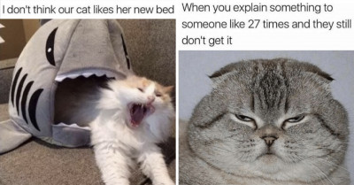 Here Comes A Fresh Collection Of The Funniest Cat Memes To Improve Your Day