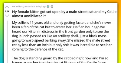 Redditor Shares Story Of Dog Who Went All Out To Protect A Cat And It Warms Thousands Of Hearts Online