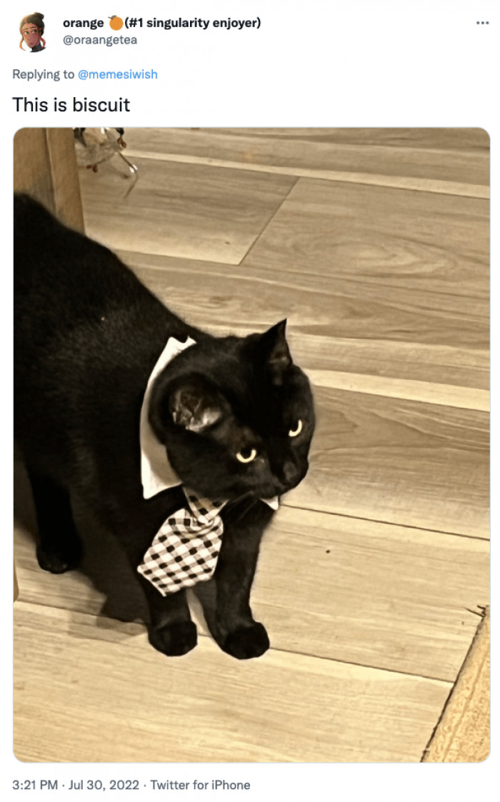 1. Biscuit looks like a professional with the cute tie. Where do you work, little fella?