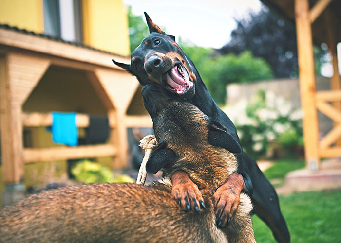 20. Some selected dog breeds