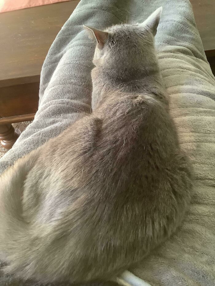 1. "Update On Eddie, The Feral Cat No One Wanted, Who Needed Lots Of Space… Currently Chilling On My Lap"