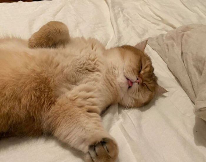 23. Sleeping Chonk