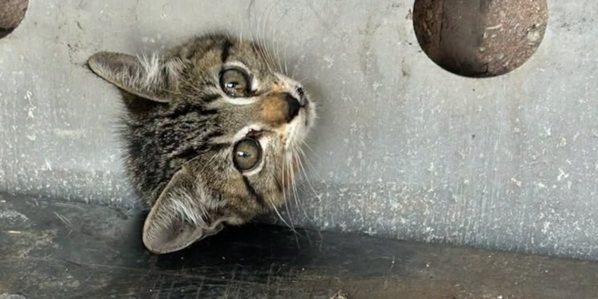 Florida kitten gets dramatic rescue from a propane locker — then finds a new home at Walgreens