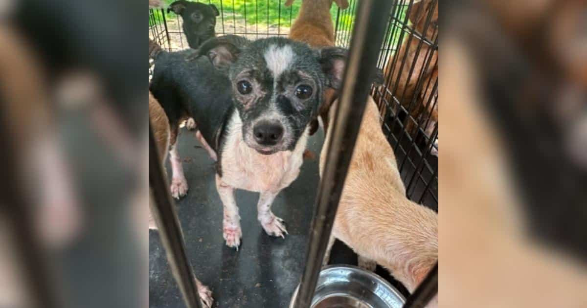 Hundreds of Dogs Rescued in Kentucky May Finally Get the Care They Deserve