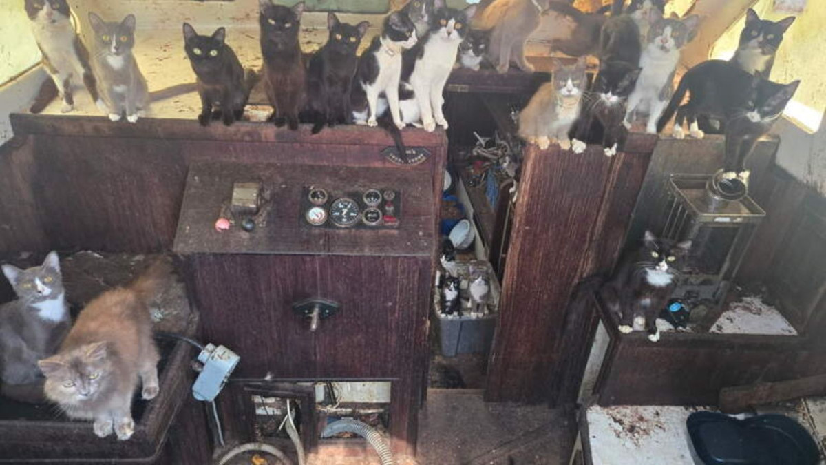 Police warn public not to board viral cat “ghost ship” after 40 are rescued