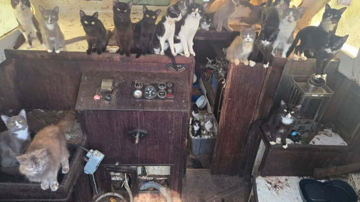 Police spend days removing the cats