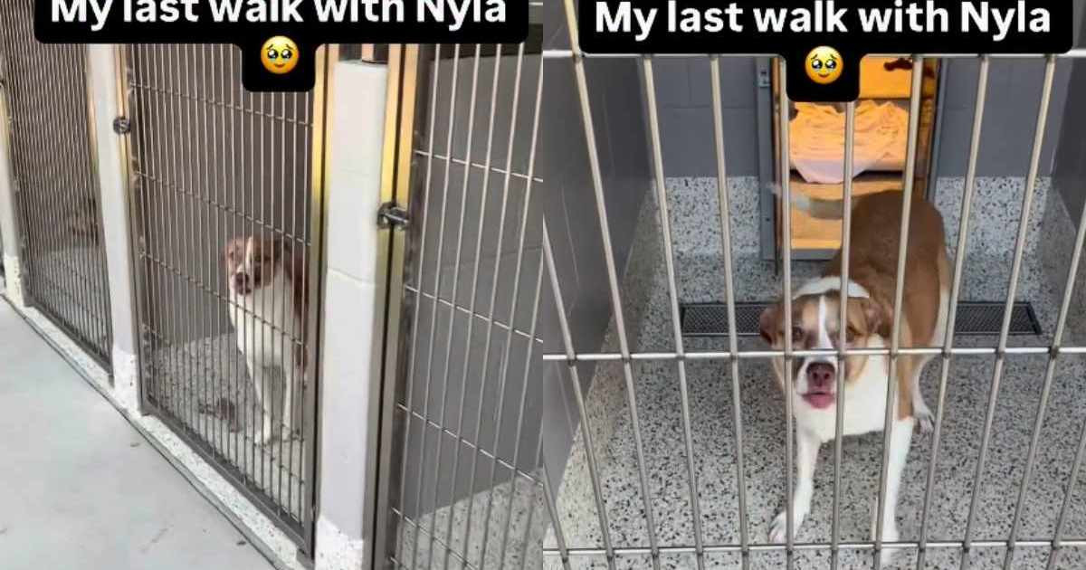 Nyla’s Last Shelter Walk Ended in the Best Way Possible