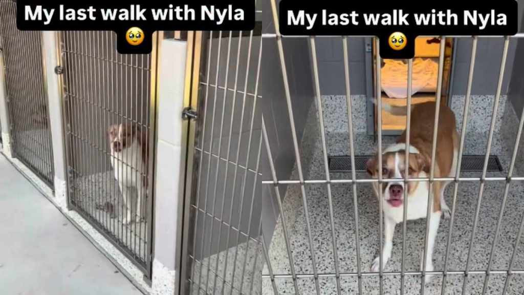 How Nyla got here