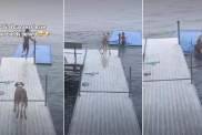 Why dog lovers could not get enough