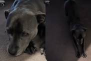 Why some dogs get so excited at reunions