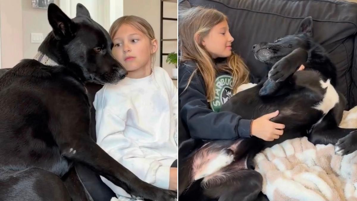 Bosco the Rescue Dog Won’t Leave Little Girl’s Side After She Helped Bring Him Home