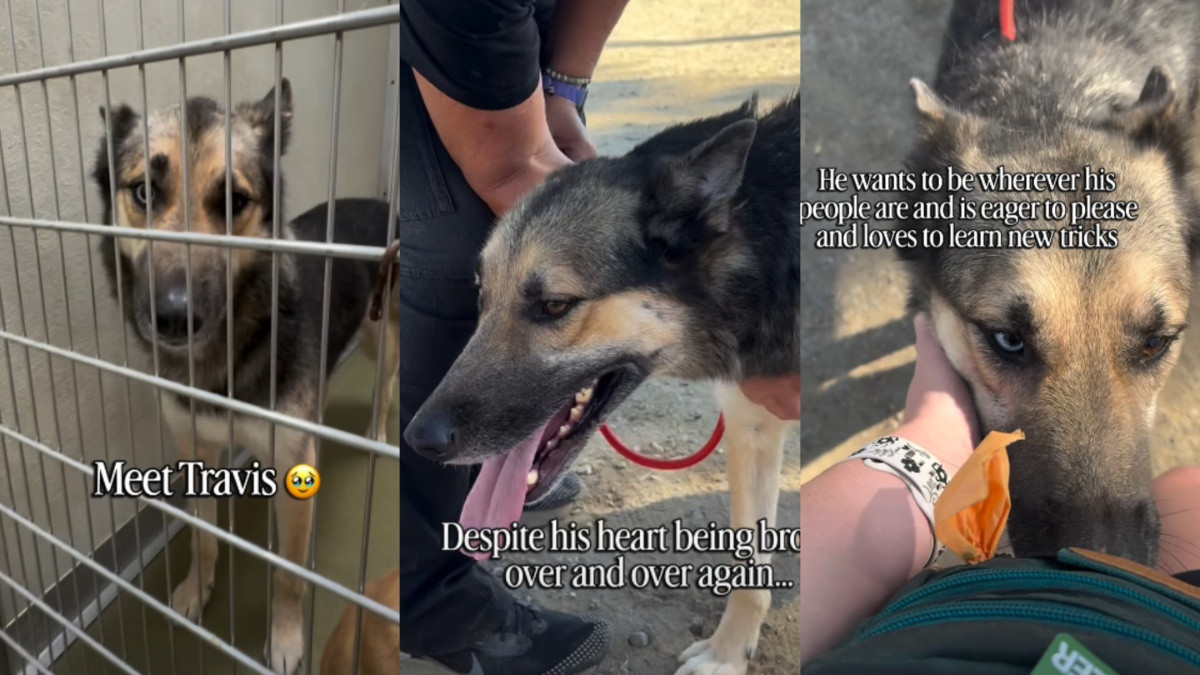 After 110 Degree Heat and Another Heartbreak, Travis the Shelter Dog Is Still Waiting