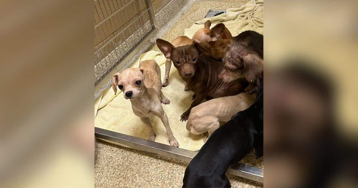 More Than 70 Dogs Found After Storm Topples Tree Onto Merrillville Trailer