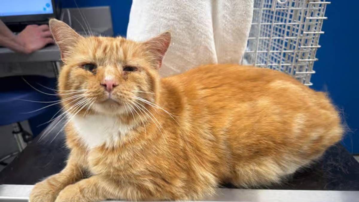 Missing Cat Ginge Reunited After Nearly a Year When a Feral Colony Rescue Led to His Microchip