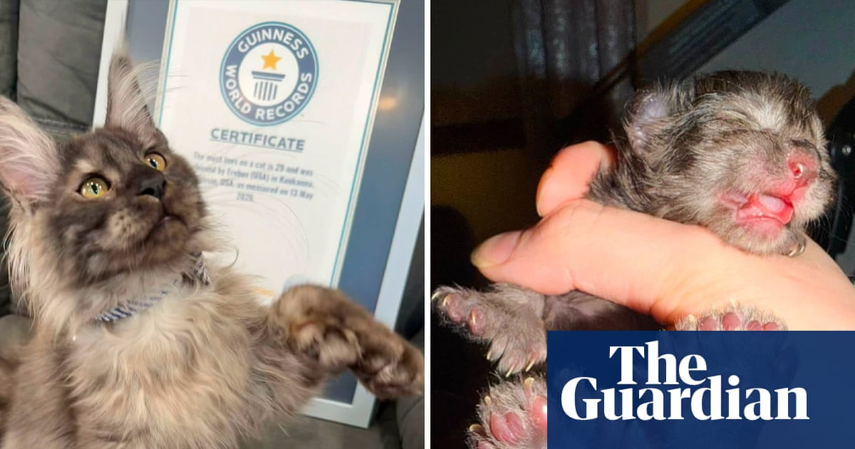 Wisconsin kitten Erebus Anomaly sets new cat toe record with 29 after surviving pneumonia