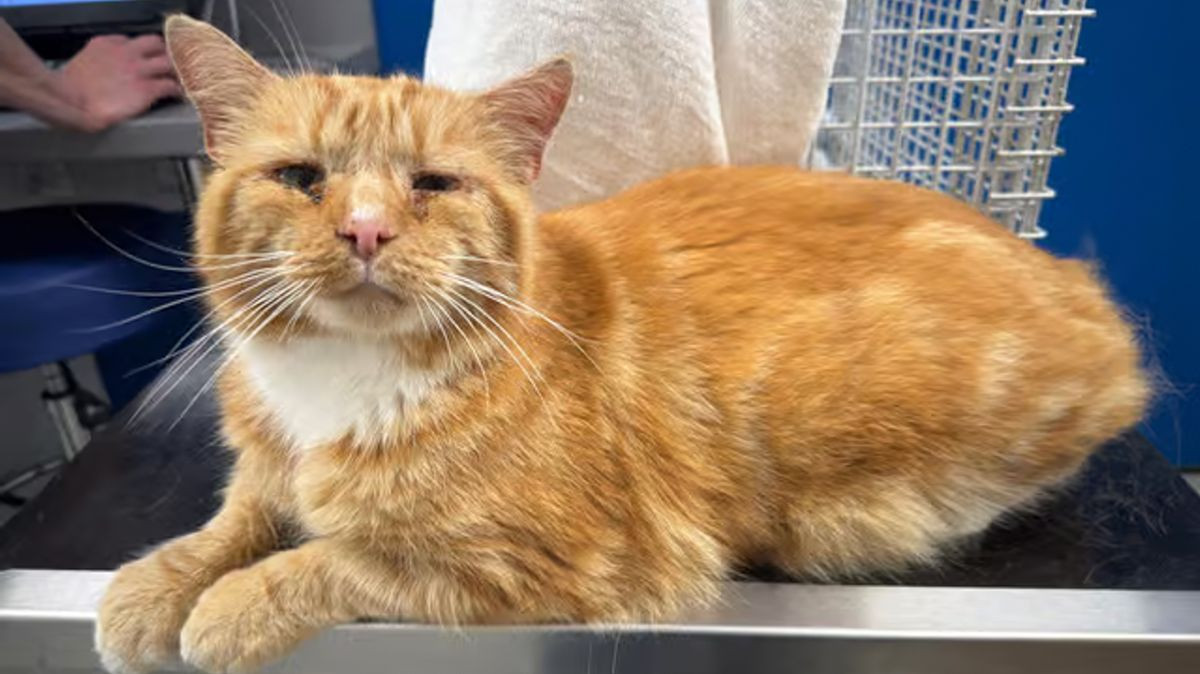 Missing Sunderland Cat Ginge Reunited After Microchip Scan Found Him 86 Miles From Home