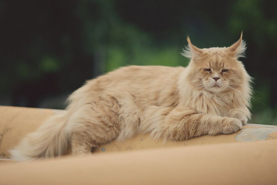 Wisconsin Maine Coon With 29 Toes Sets a New Guinness World Record