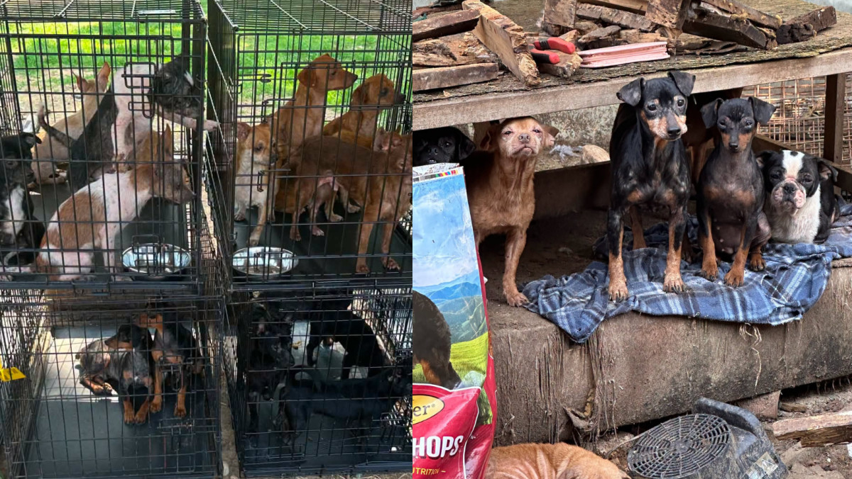 More Than 200 Dogs Rescued in Kentucky, Including One Found With a Broken Leg