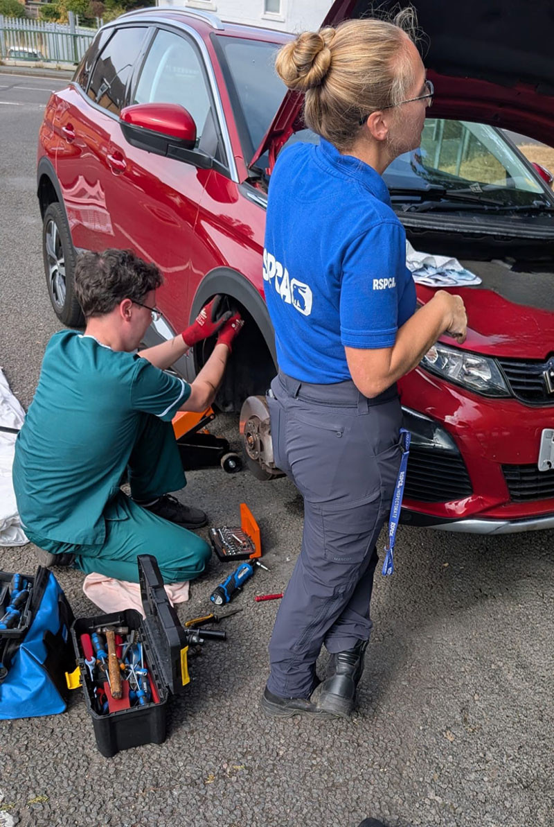 Blue Tortoiseshell Cat Nala Survives Eight Hours Trapped in Peugeot Engine