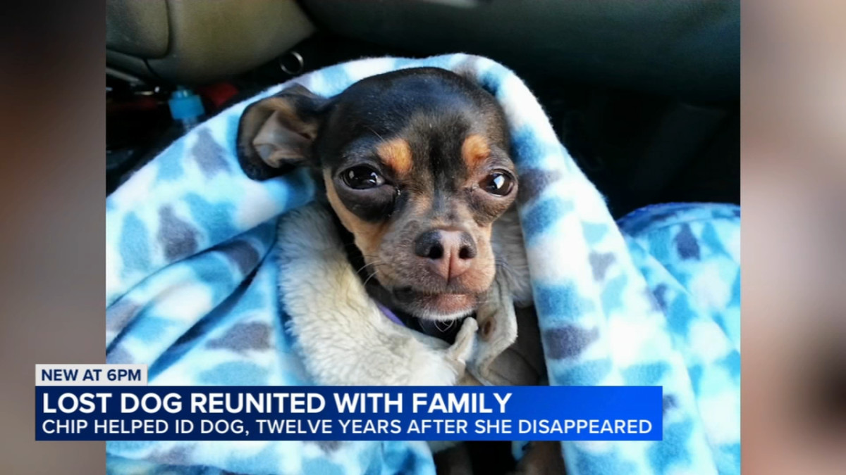Flor the Chihuahua Returns Home to Evanston 12 Years After She Disappeared