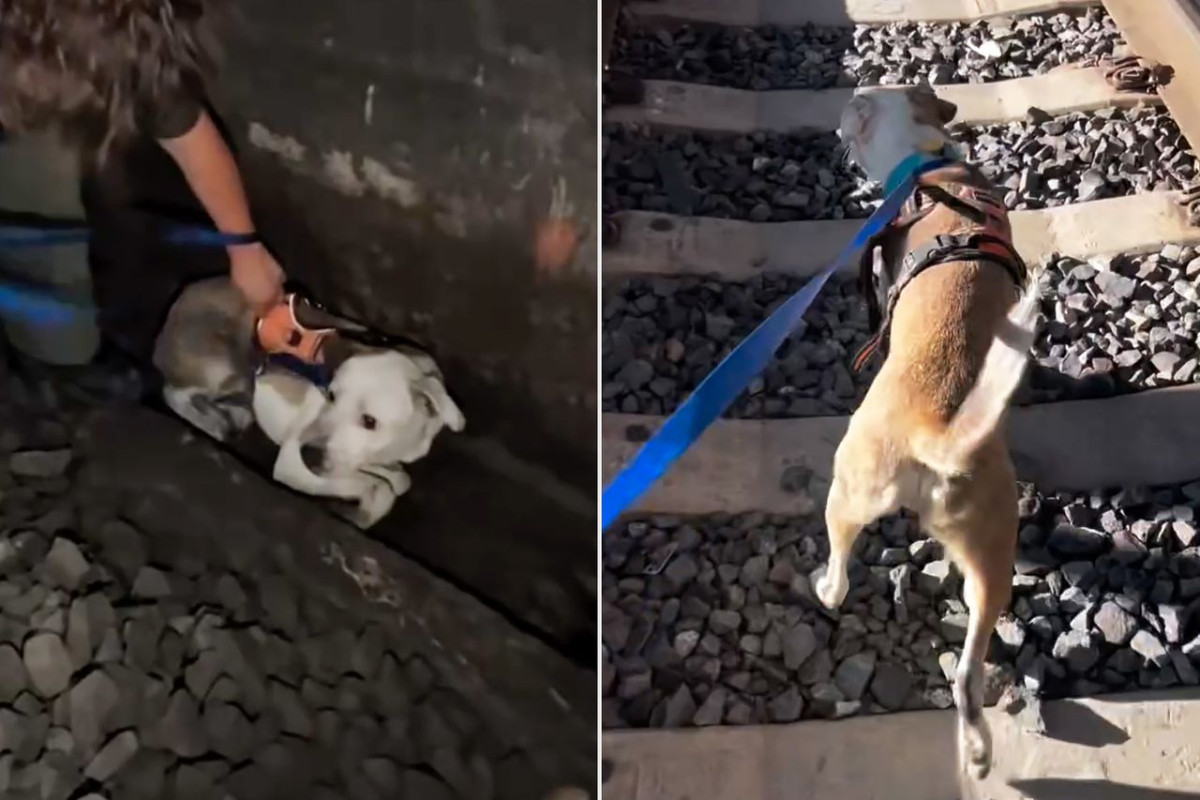 Missing Dog Roo Found Alive After Two Days in a San Francisco Train Tunnel