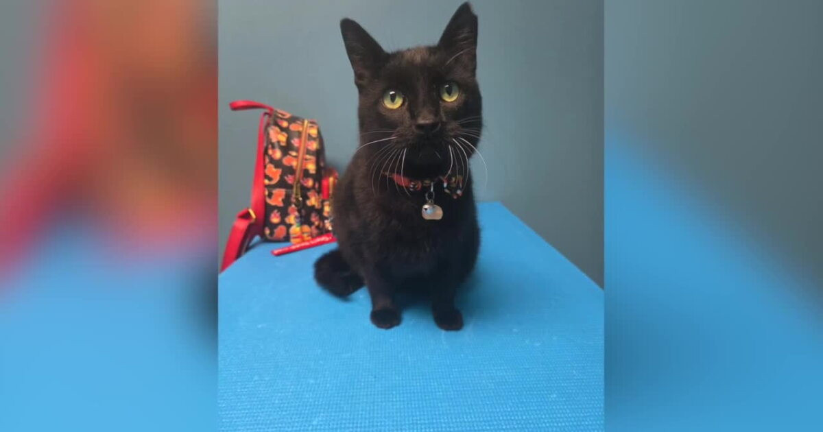 Eastpointe Cat Pandora Comes Home After More Than 2 Years, Thanks to One Tiny Microchip