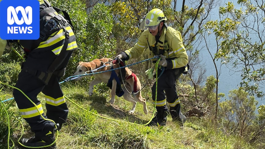 Missing Dog Tyson Rescued After a Week on Cliff Above Crater Lake