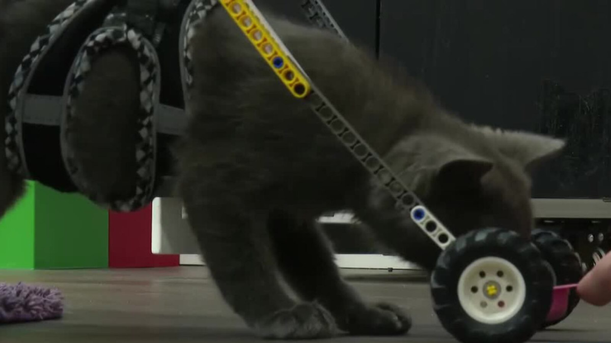 Rescue Kitten Rex Takes First Steps in a Custom Lego Wheelchair