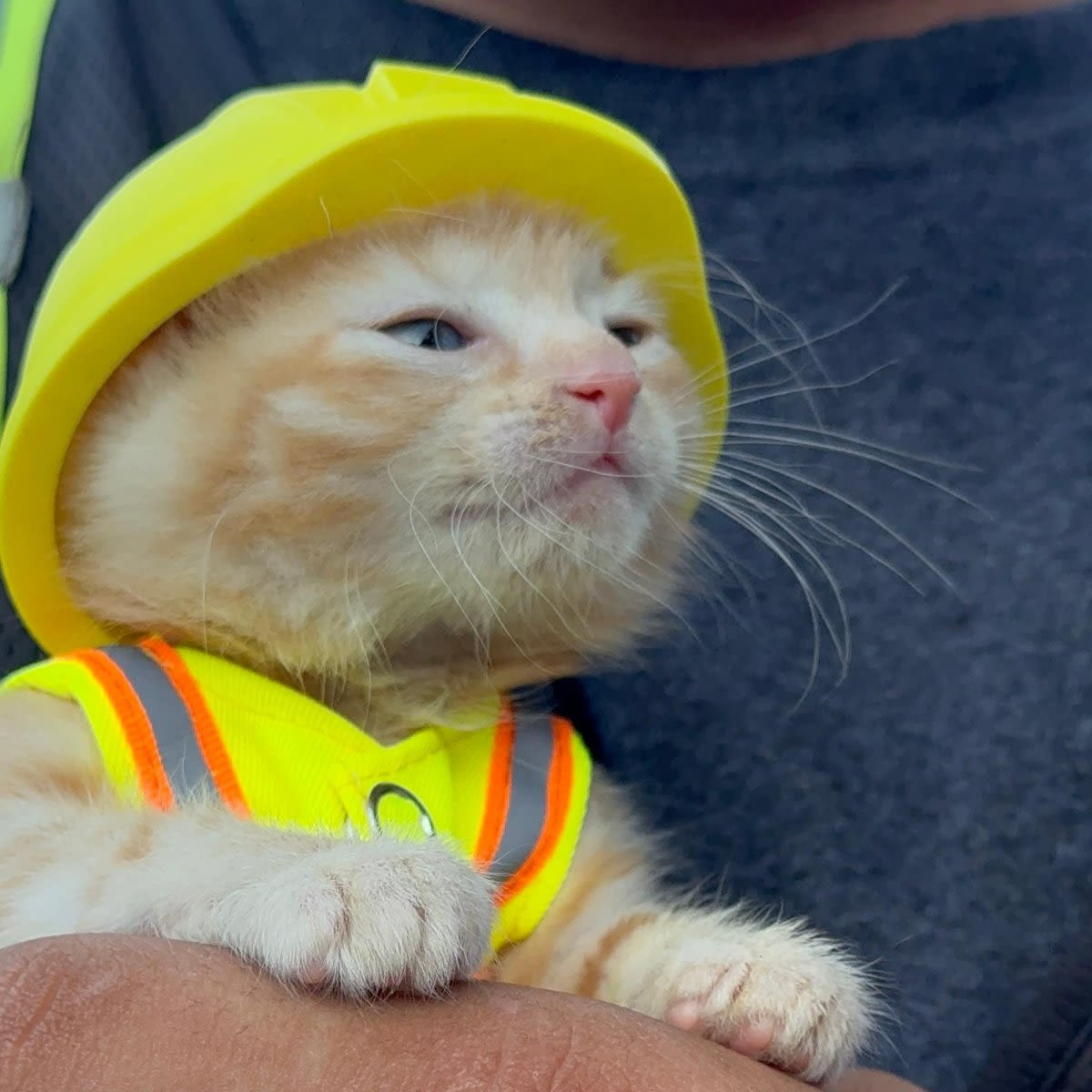 Rescued From an Excavator, Tiny Kitten Sue Joins an Ohio Construction Crew