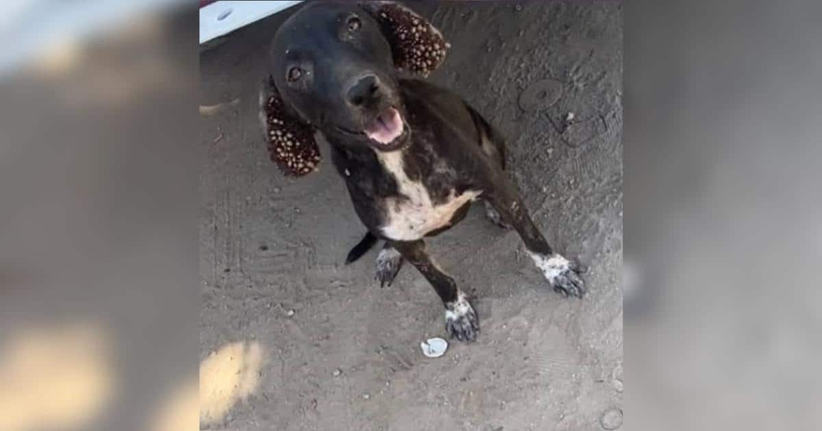 Dog Found With Hundreds of Ticks Is Rescued and Bound for Foster Care