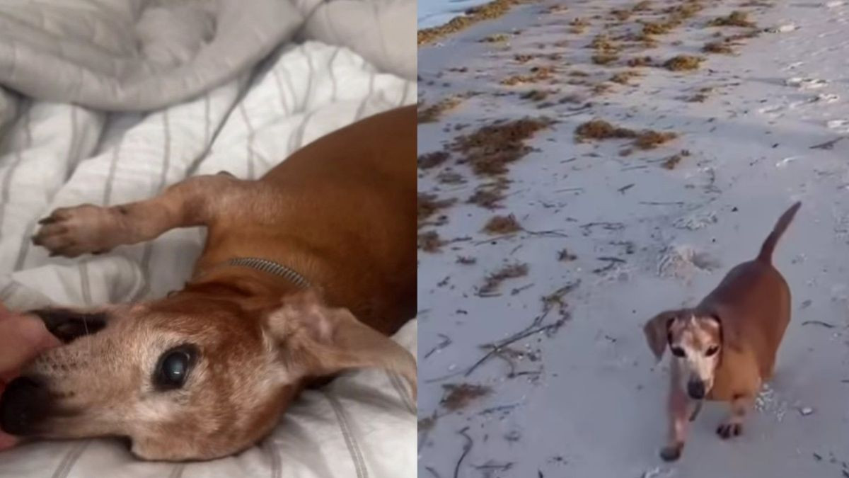 Rescue Dog Dante Walked Onto a Porch in Crisis and Found the Home Where He Could Heal
