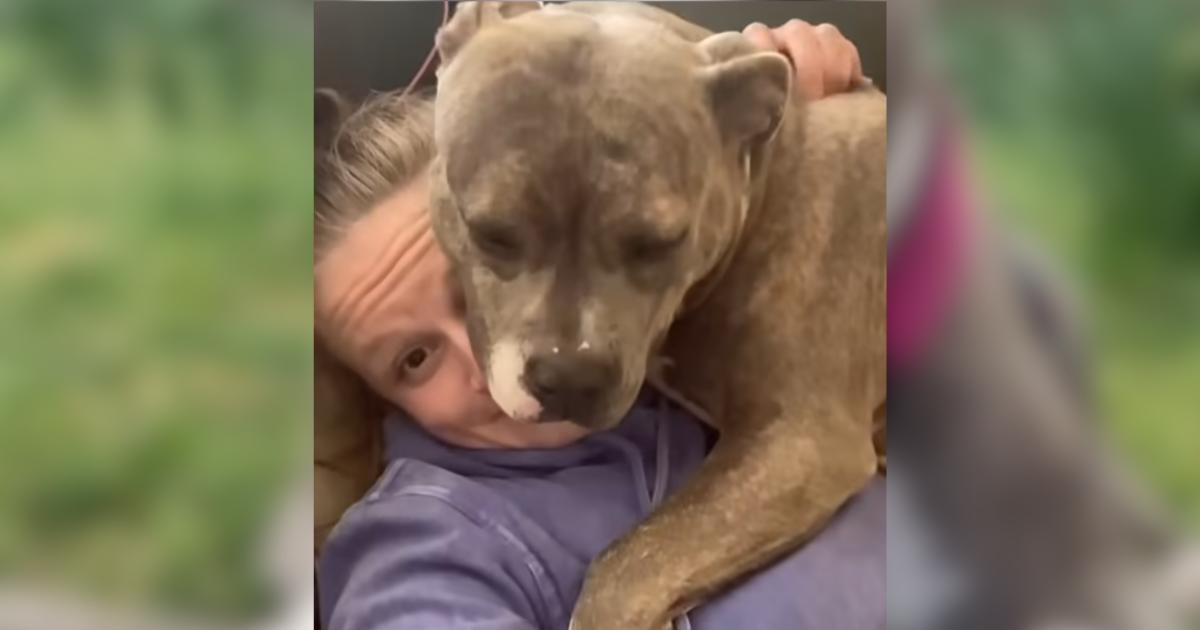 Abandoned in the Heat, Pickles the Rescue Dog Finally Learned What Home Feels Like