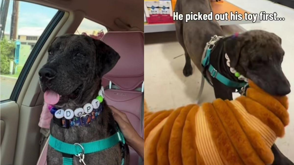 Shelter Dog Baxter Gets His First Outing and Uses It to Shop for His Shelter Friends