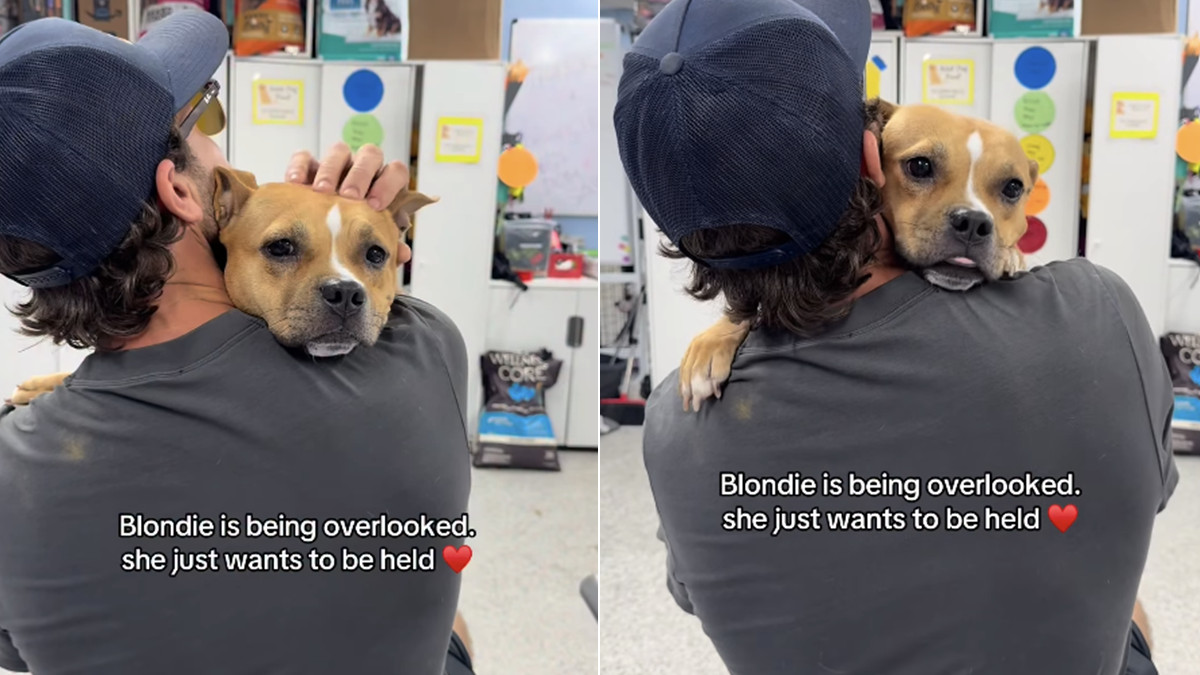 Overlooked Rescue Dog Blondie Finds Comfort in the Hug She Seemed to Be Asking For