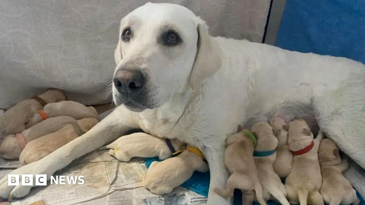 Mother Dog Reunited With Her 12 Puppies on Their First Birthday