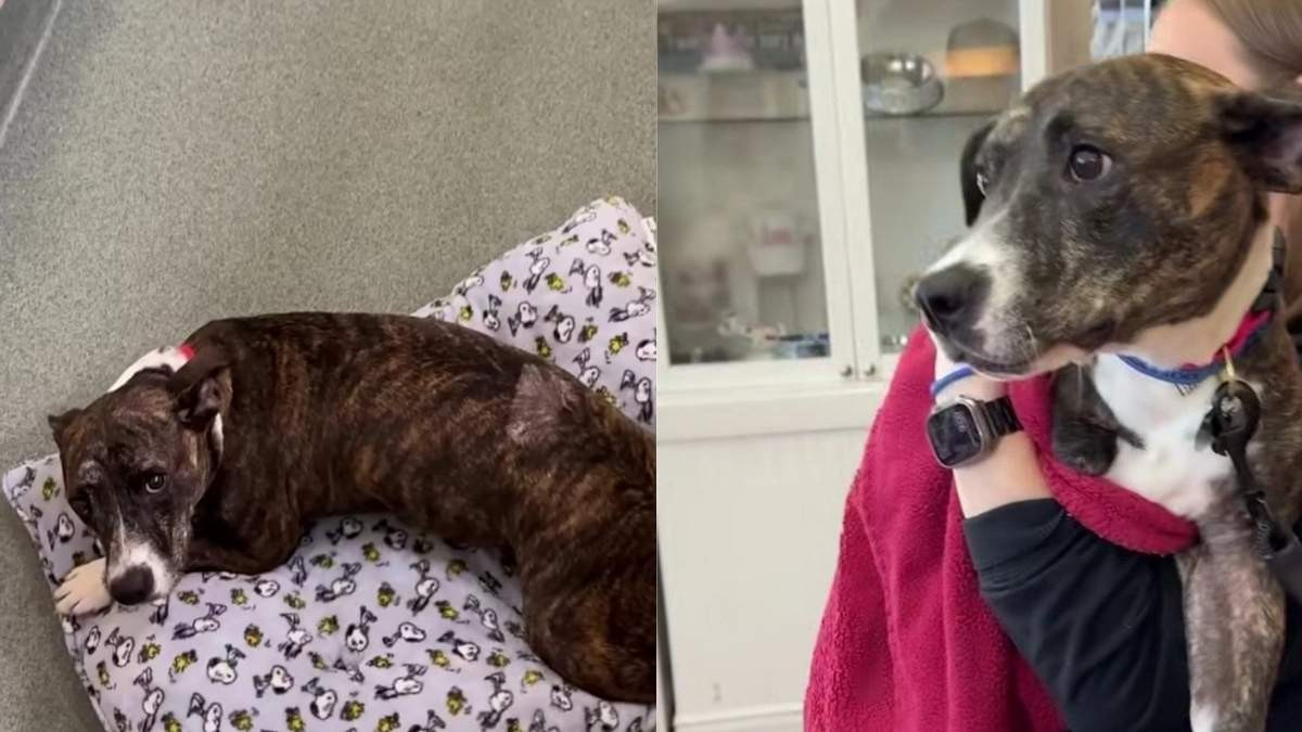 Tripod Shelter Dog Chickie Traveled More Than 1,300 Miles to Reach Her New Home
