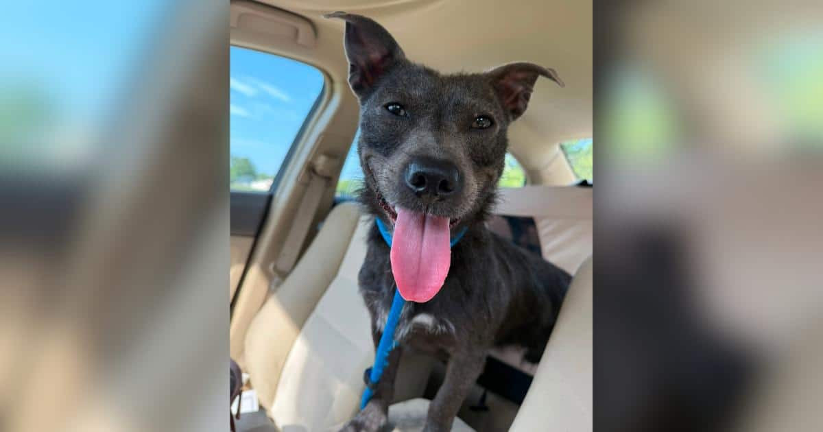 Dog DNA Test Failed 6 Times. Then His Owner Learned the Rare Reason Why