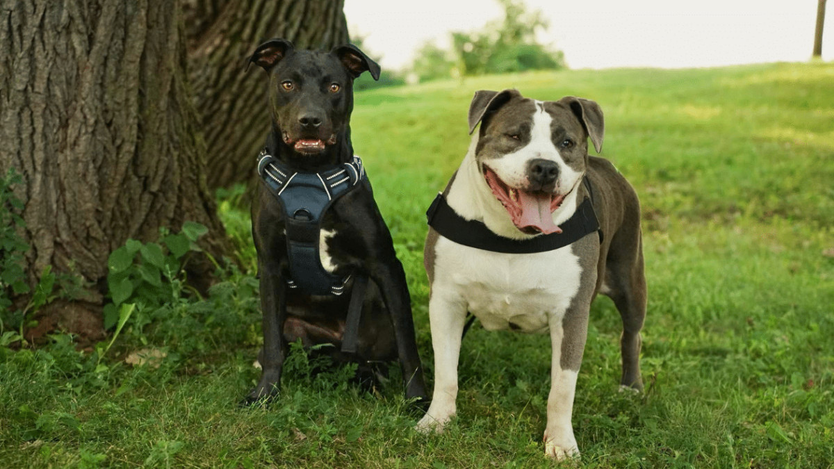 Overlooked Texas Rescue Dog Finds a Home in Wisconsin After Six Months of Waiting