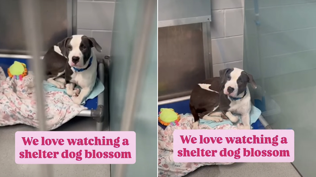 Fearful Shelter Dog Marco Blossoms Into a Social Butterfly and Waits for a Home at Queens ACC