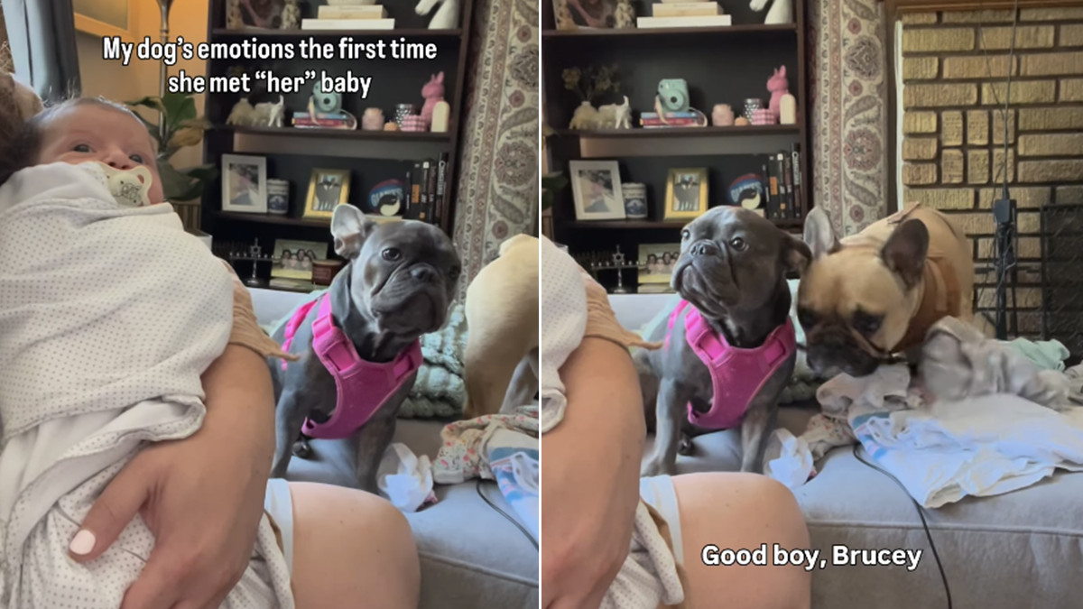 French Bulldog Stella’s First Meeting With ‘Her’ Baby Becomes a Viral Instagram Favorite